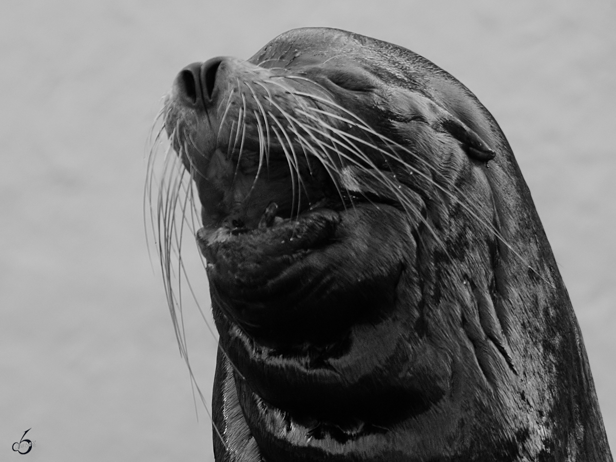 Dieser Seelwe mimt den groen Entertainer. (Zoo Wuppertal, Januar 2009)