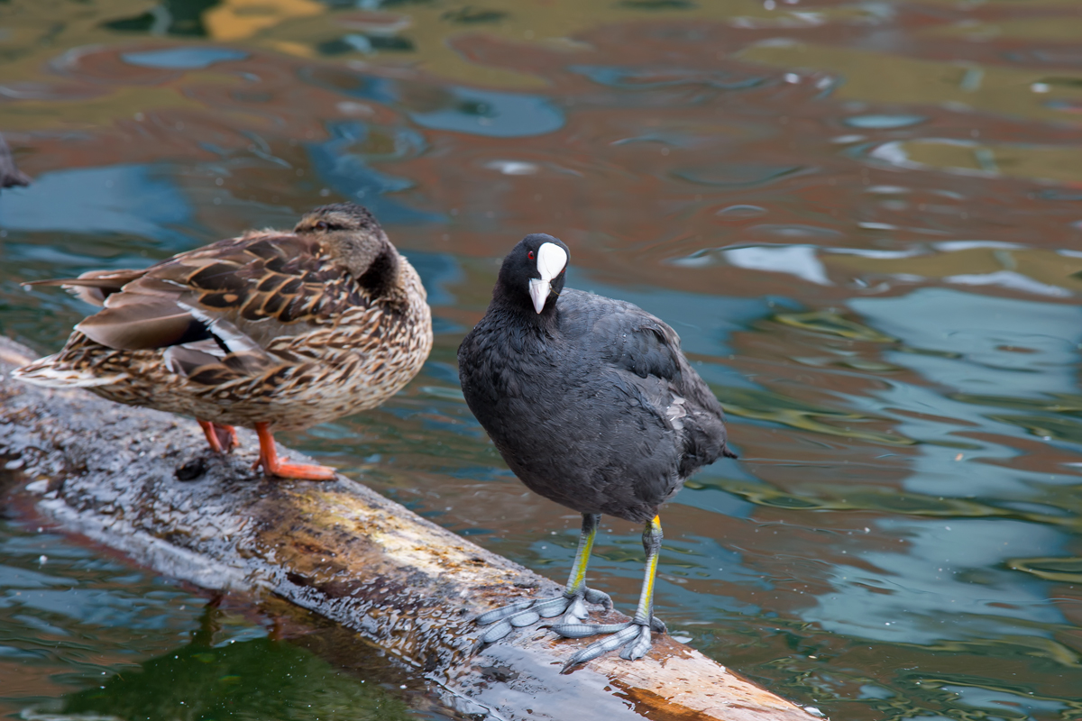 Dieses Blsshuhn prsentiert ihre langen Zehen mit den Schwimmlappen auf einem Balken. - 11.07.2015