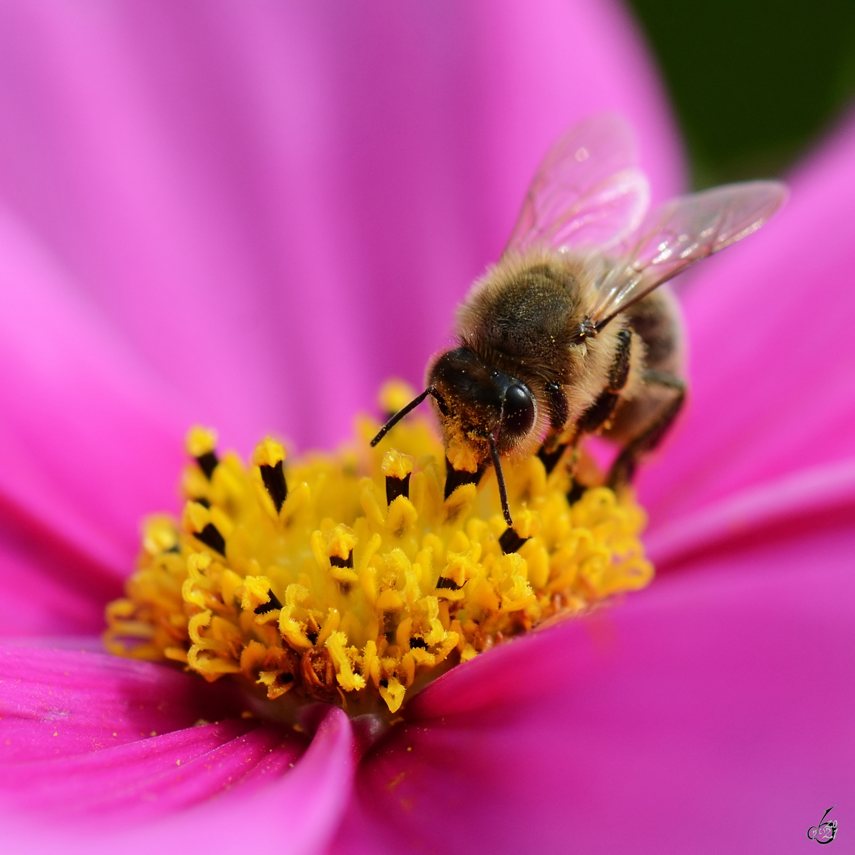 Dieses fleißige Bienchen war Ende August 2014 im elterlichen Garten bei Jarmen unterwegs.