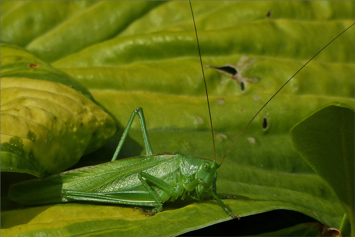 Dieses Heupferd hat sich gut in unserem Garten in den groen Blumenblttern versteckt. 14.07.2020