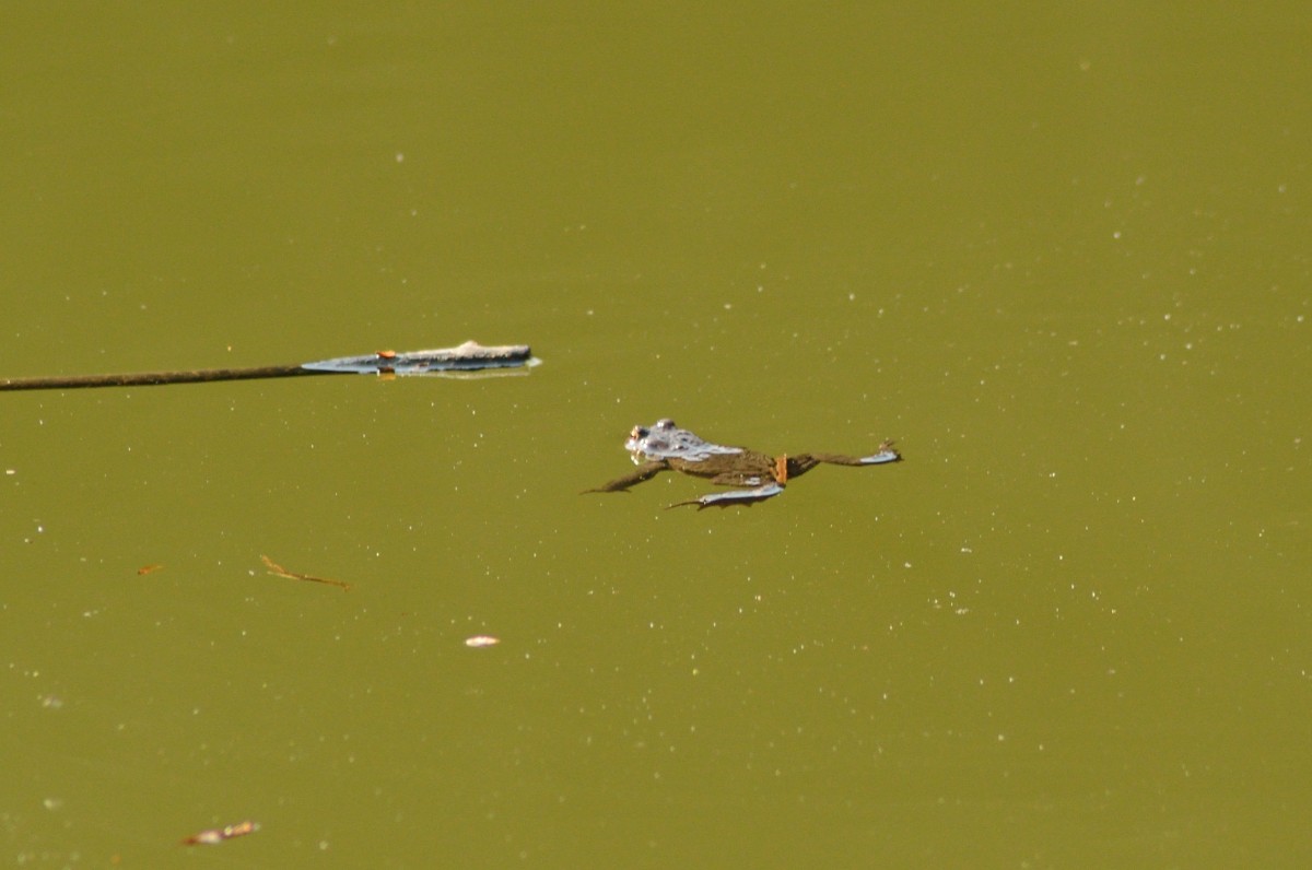 Dieses Krtenmnnchen hat leider kein paarungswilliges Weibchen mehr abbekommen und ist von der Vermehrung ausgeschlossen.....frustriert schwimmt der Gute zum Stock um sich zu wrmen und bei der nchsten paarungswtigen Krtendame huckepack auf zu klemmen.....30.3.2014