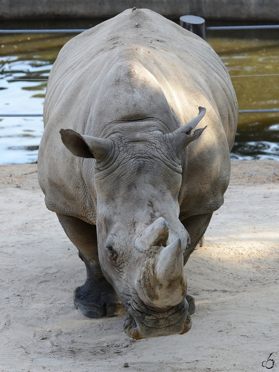 Dieses Nashorn war Mitte Dezember 2010 im Zoo Madrid zu sehen.