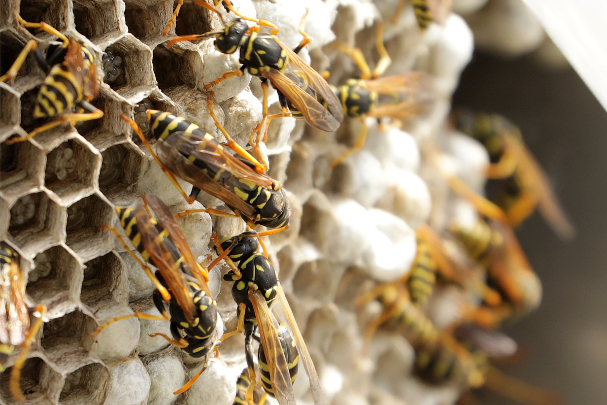 dieses Nest der gallischen Feldwespe befindet sich direkt am Zaun des Flughafens Mnchen, Juli 2023