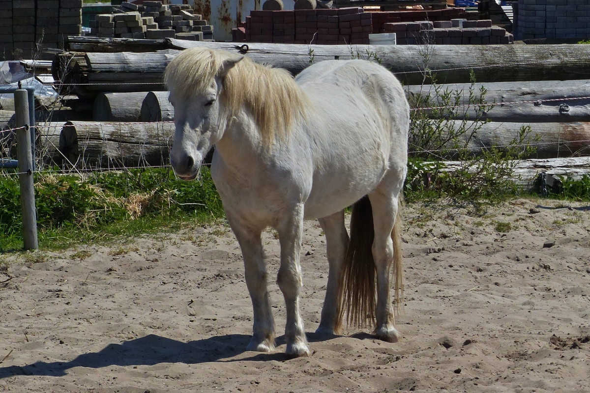 Dieses Pferd hat mich gut im Auge. Mai 2016 
