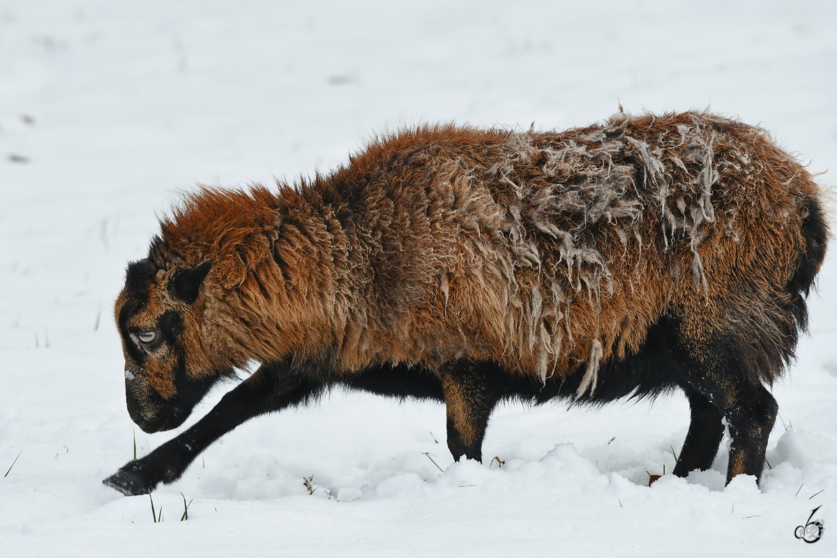 Dieses Schaf schabt im Schnee nach etwas Essbaren. (Hattingen, Februar 2021)