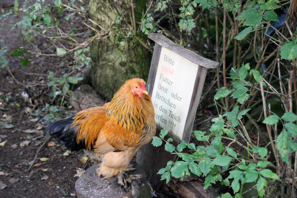  Dieses Schild schaue ich mir doch mal selbst an!  ,lustige Aufnahme aus dem Zoo am Rammelsberg in Kassel (27.9.2014).