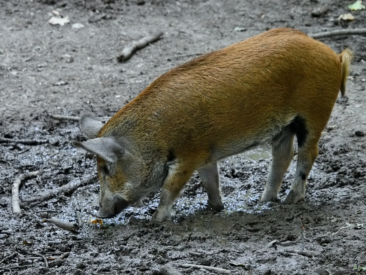 Dieses Turopolje-Ferkel war Mitte August 2021 im Park  Ivenacker Eichen  zu sehen.