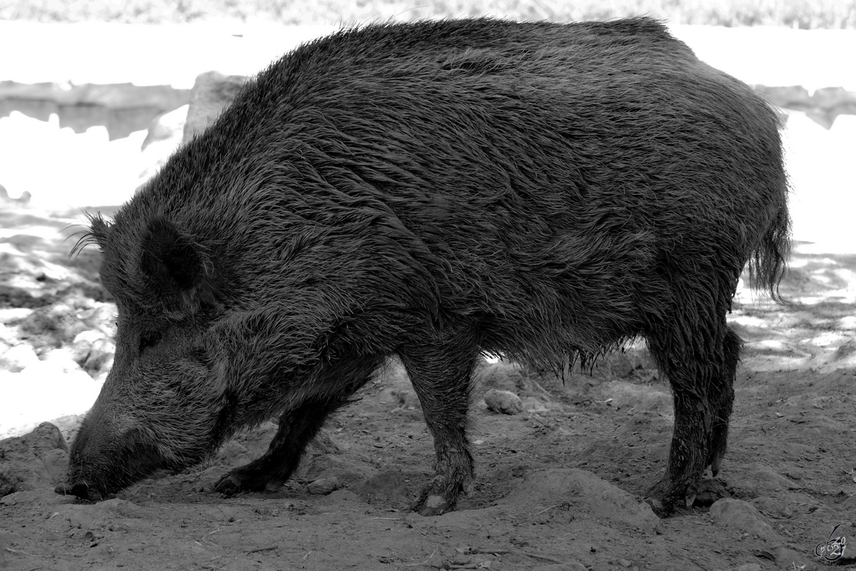 Dieses Wildschwein war Mitte Dezember 2010 im Zoo Madrid zu sehen.