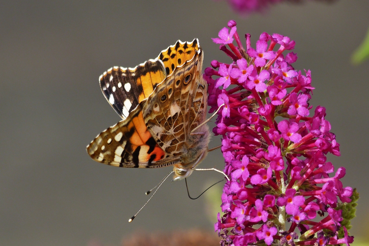 Distelfalter ist auf dem Sommerflieder gelandet. 21.08.22