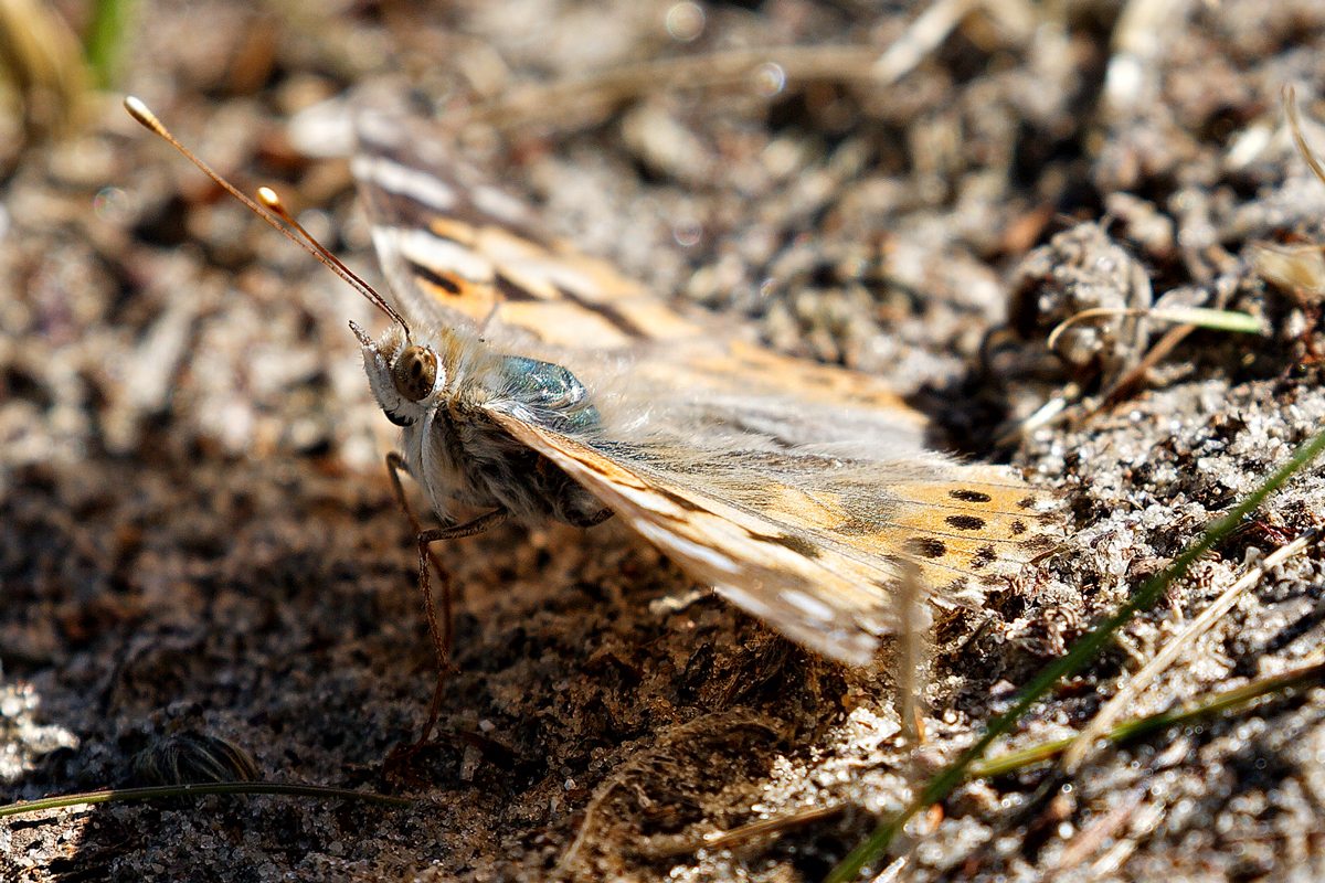 Distelfalter farblich an der Umgebung angepasst. - 06.07.2019