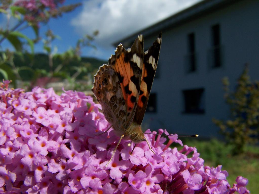 Distelfalter (Vanessa cardui), aufgenommen am 13.07.2009