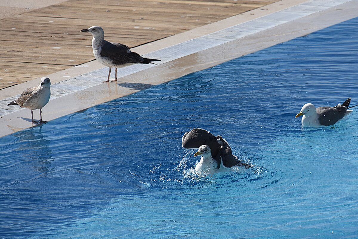 diverse Mwenarten beim morgendlichen Bad im Hotelpool; danach wurde der Pool grndlich gereinigt (OLHO, Distrikt Faro/Portugal, 03.02.2020)