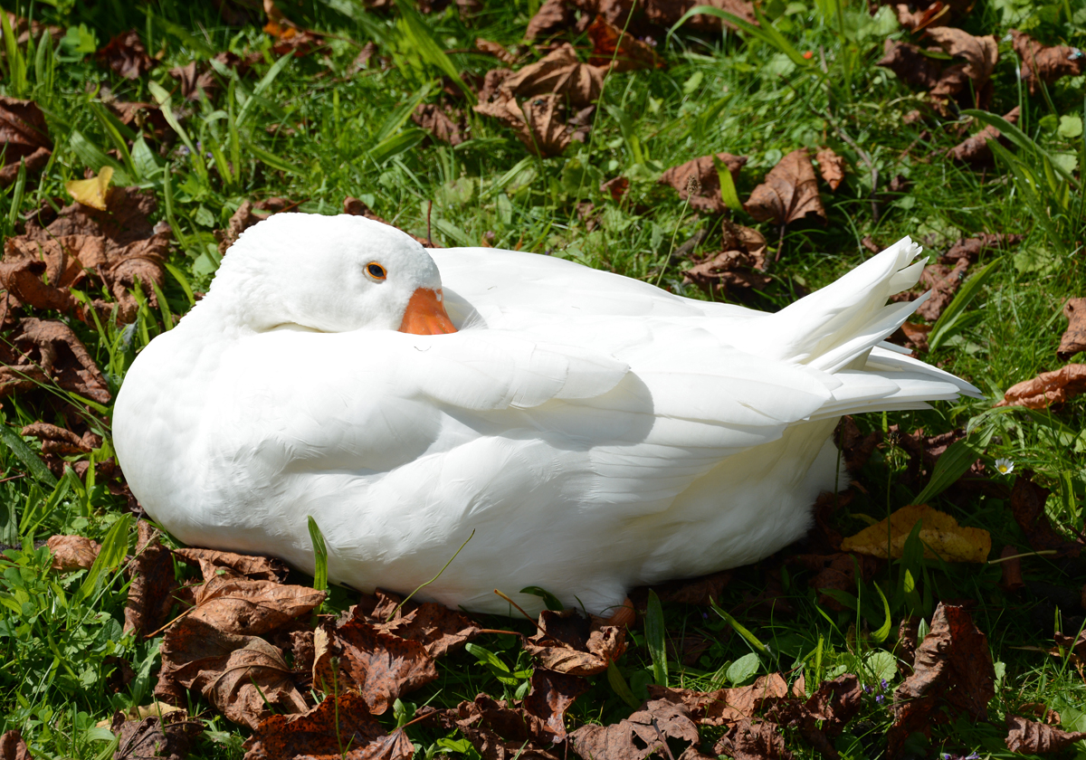 Dsende Gans im Wickrather Schlosspark - 21.08.2014