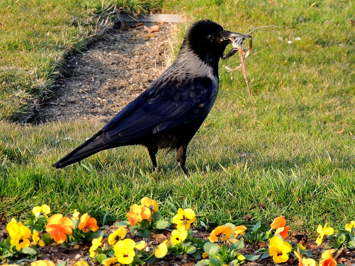 Dohle(Coloeus monedula) sammelt in den weitl�ufigen Parkanlagen von Sch�nbrunn Material zum Nestbau; 260310