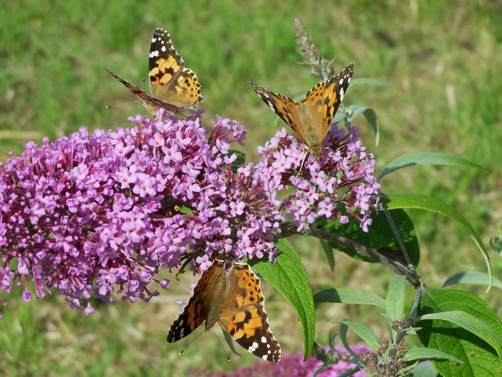 Drei Distelfalter (Vanessa cardui), aufgenommen am 15.07.2009