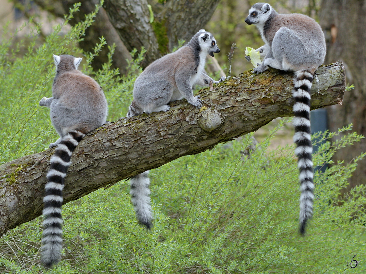 Drei Kattas Anfang April 2017 im Zoo Dresden.