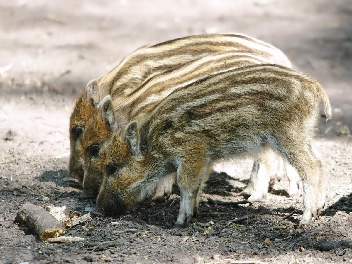 Drei kleine Wildschweinferkel durchwhlen der Boden.