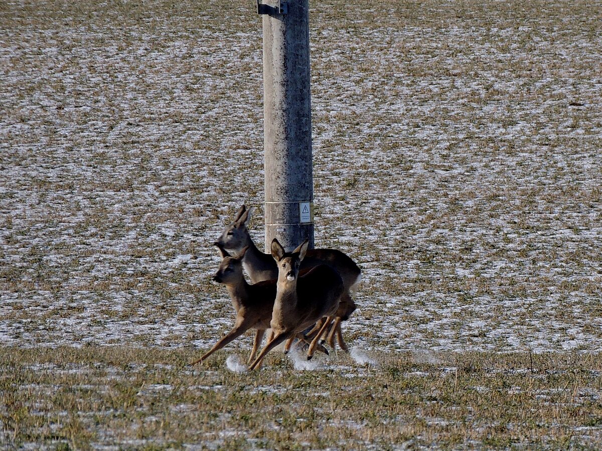 Drei Rehe(Capreolus-capreolus) stehen im Bereich eines Starkstrommastes f�rmlich unter Spannung; 260104