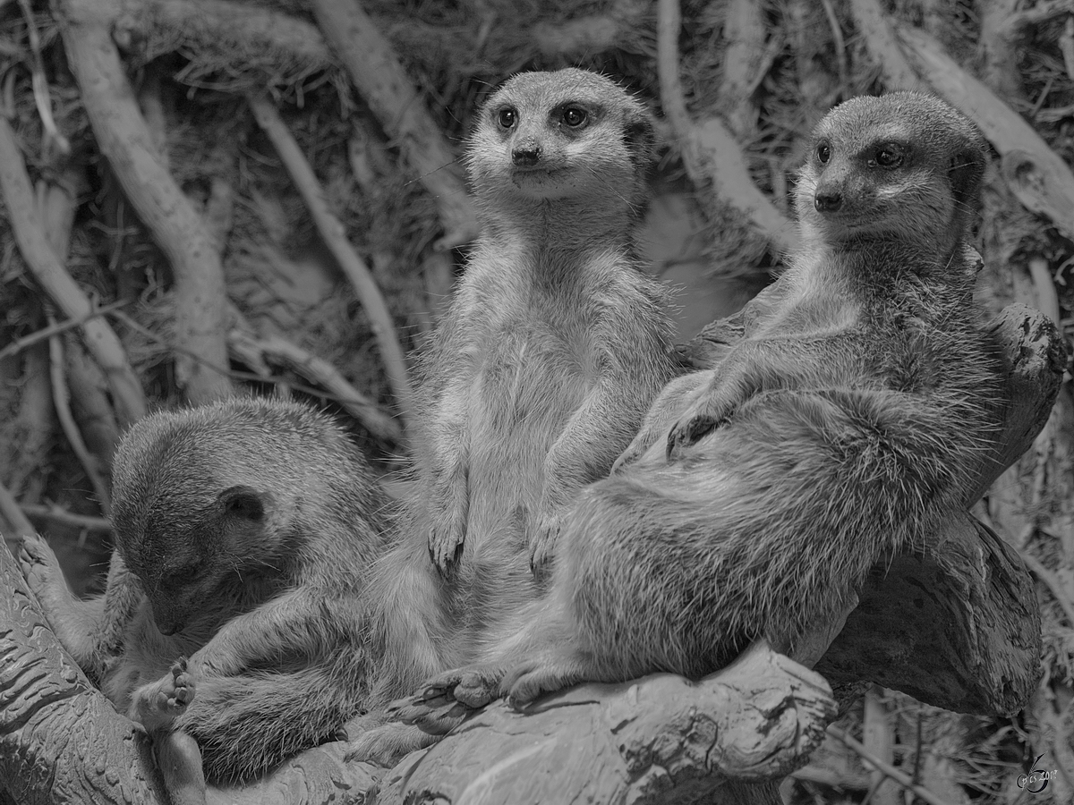 Drei relaxte Erdmnnchen Mitte Februar 2015 im Zoo Dortmund.