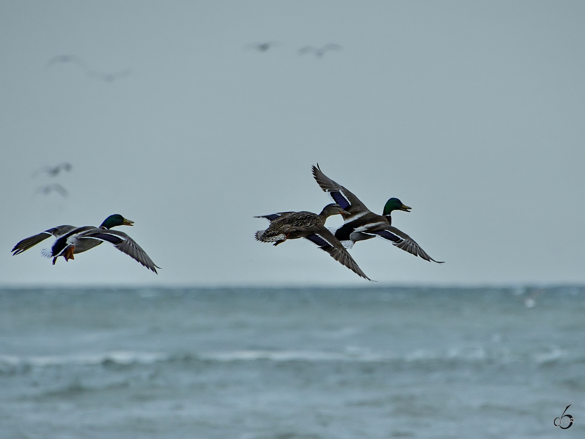 Drei Stockenten im Fluge am Ostseeufer. (Priwall, Mai 2023)