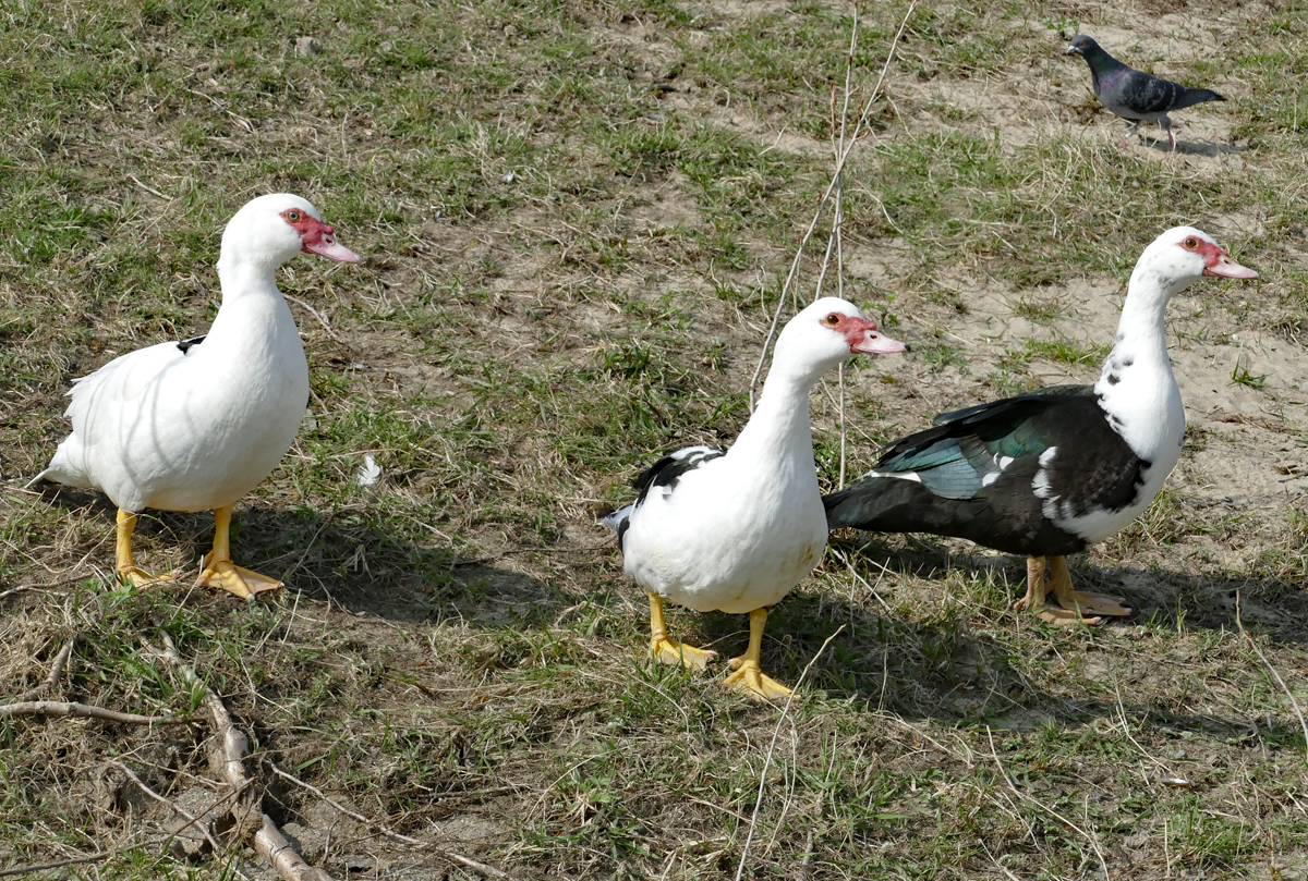 Drei Warzenenten am Rheinufer in Wesseling - 06.04.2019