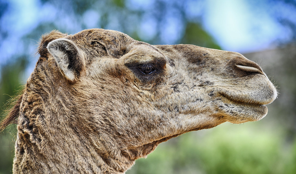 Dromedar (Camelus dromedarius) im Oasis Park auf der Insel Fuerteventura in Spanien. Aufnahme: 19. Oktober 2017.