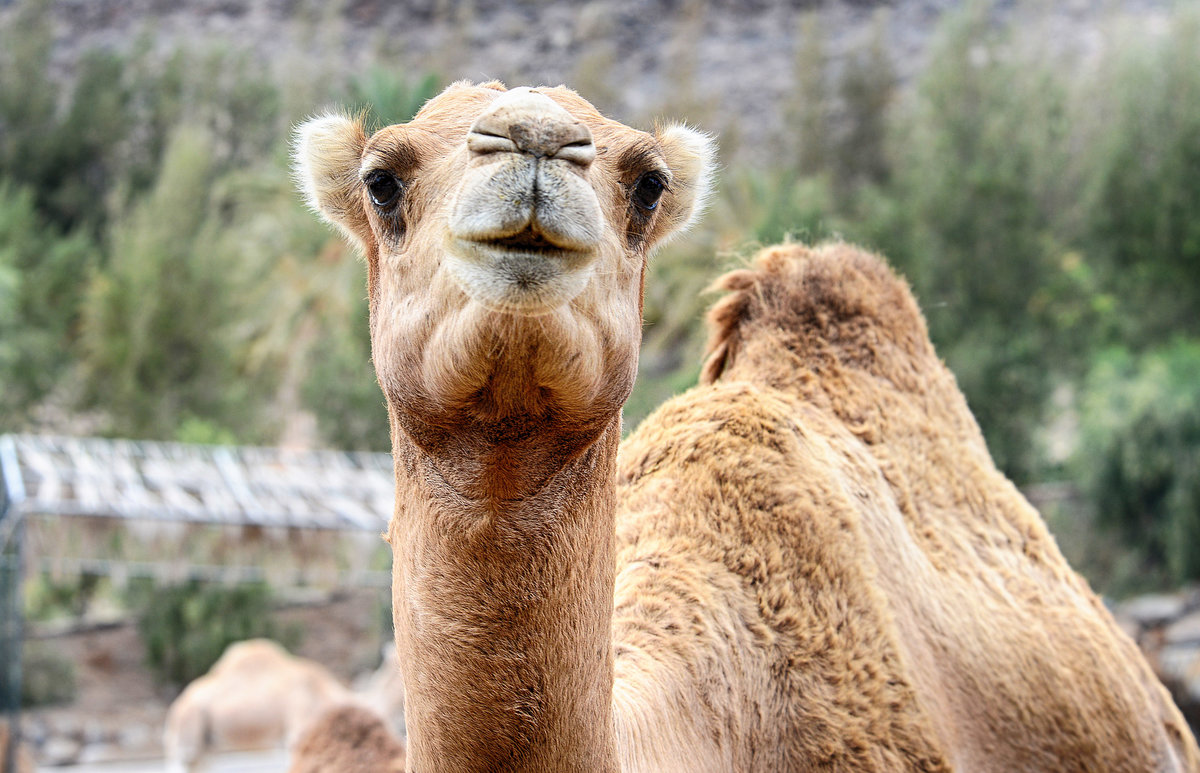 Dromedar (Camelus dromedarius) im Oasis Park auf der Insel Fuerteventura in Spanien. Aufnahme: 19. Oktober 2017.