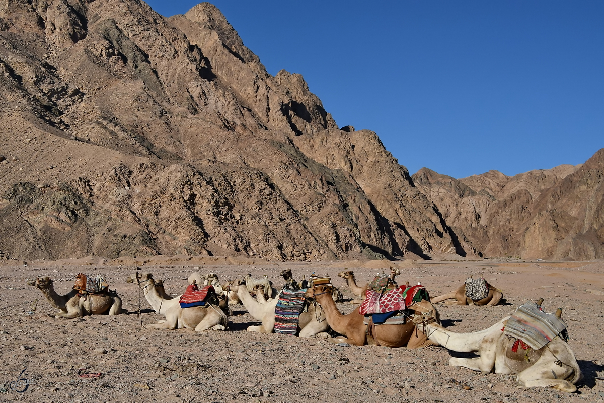 Dromedare Mitte Dezember 2018 auf der Sinai-Halbinsel.