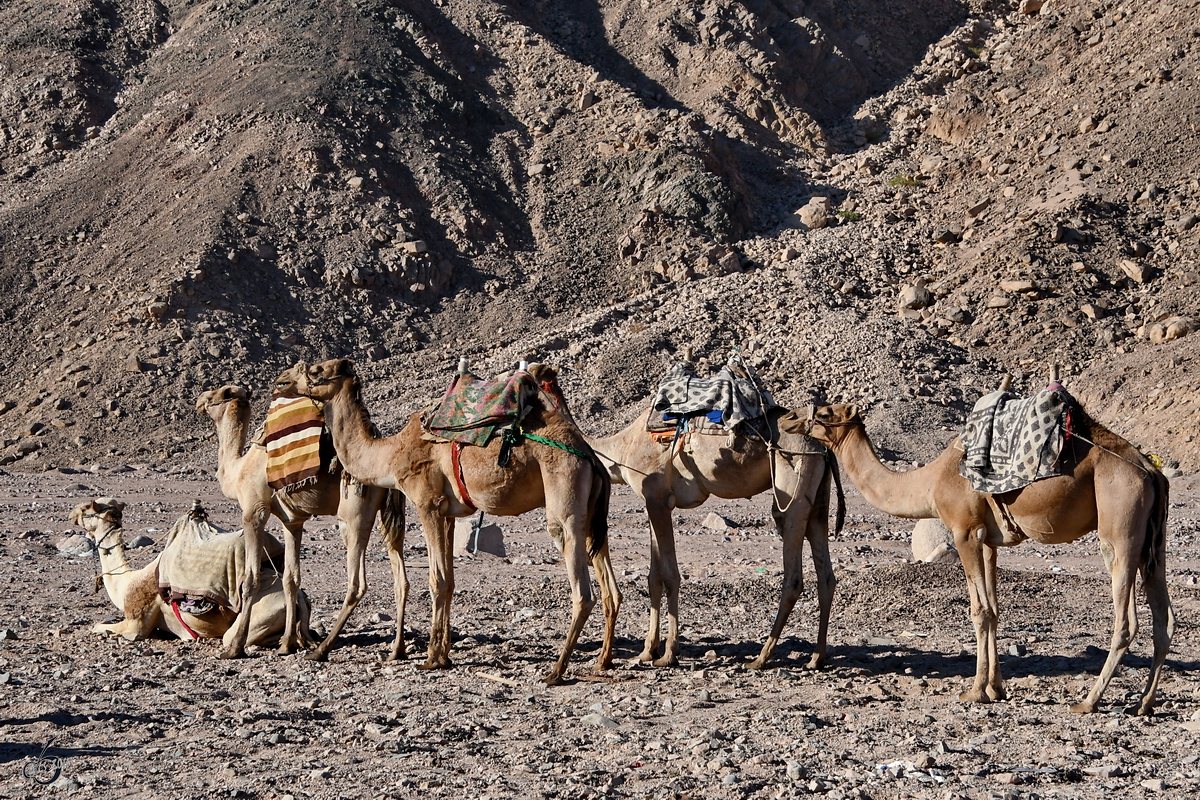 Dromedare Mitte Dezember 2018 auf der Sinai-Halbinsel.