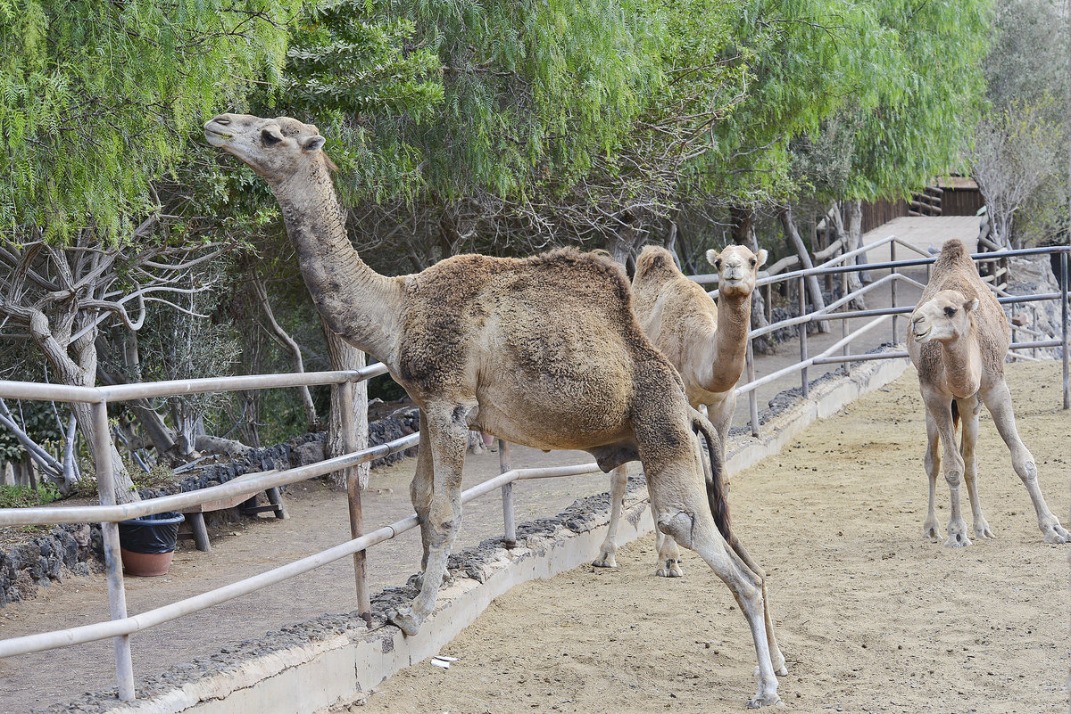 Dromedare im Oasis Park auf der Insel Fuerteventura in Spanien. Aufnahme: 19. Oktober 2017.