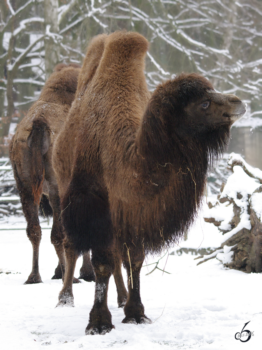 Dromedare im Schnee