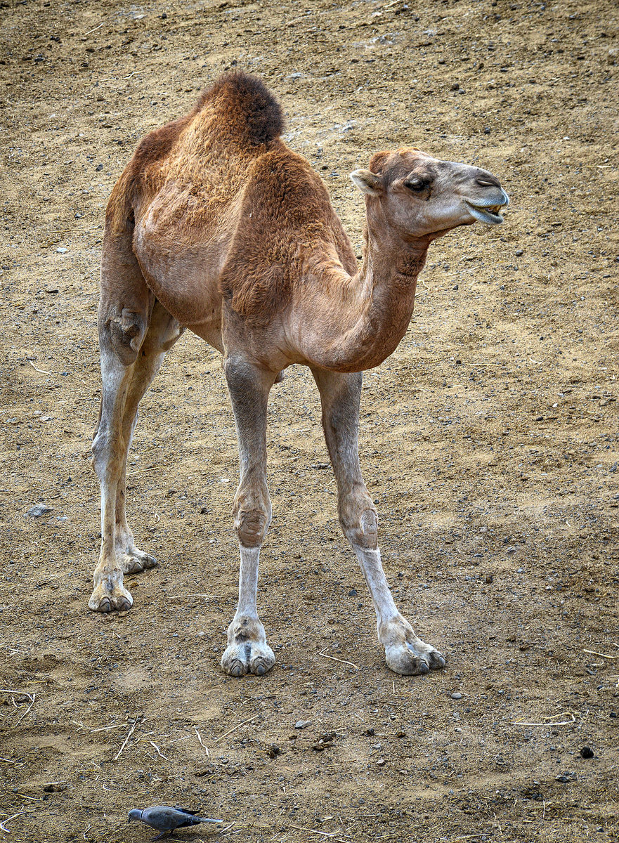 Dromedare sind an ihrem einzelnen Hcker sofort vom Trampeltier, dem zweihckrigen Kamel, unterscheidbar. Sie erreichen eine Kopfrumpflnge von 2,3 bis 3,4 Metern, eine Schulterhhe von 1,8 bis 2,3 Metern und ein Gewicht von 300 bis 700 Kilogramm. Der Schwanz ist mit rund 50 Zentimetern relativ kurz. Das Fell ist meist sandfarben, es kommen jedoch auch andere Farbschlge von wei bis extrem dunkelbraun vor. Scheitel, Nacken, Hals und Rumpf sind mit lngerem Haar bedeckt. Aufnahme: 20. Oktober 2017.
