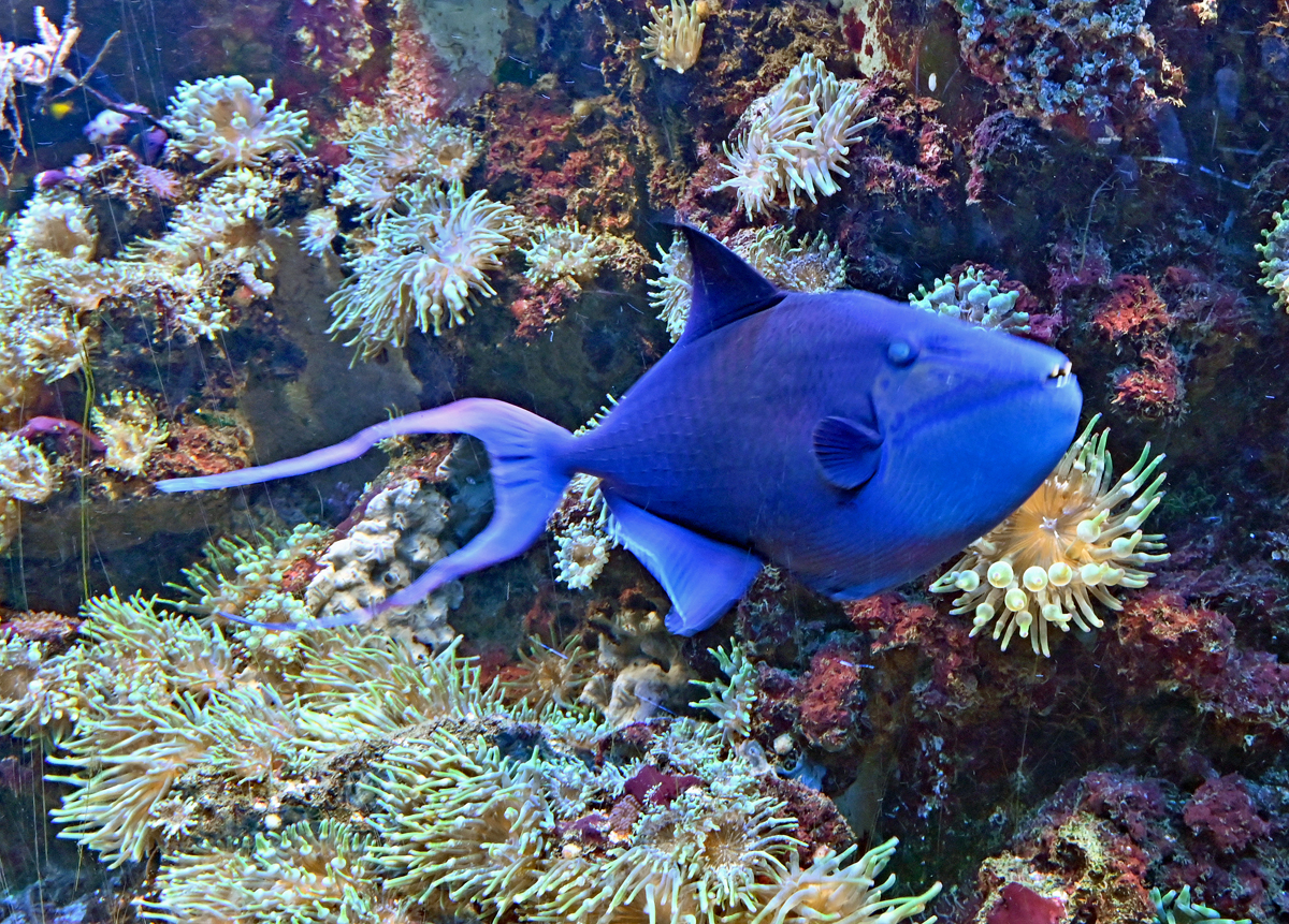Drckerfisch im Aquarium des Klner Zoo - 14.06.2022