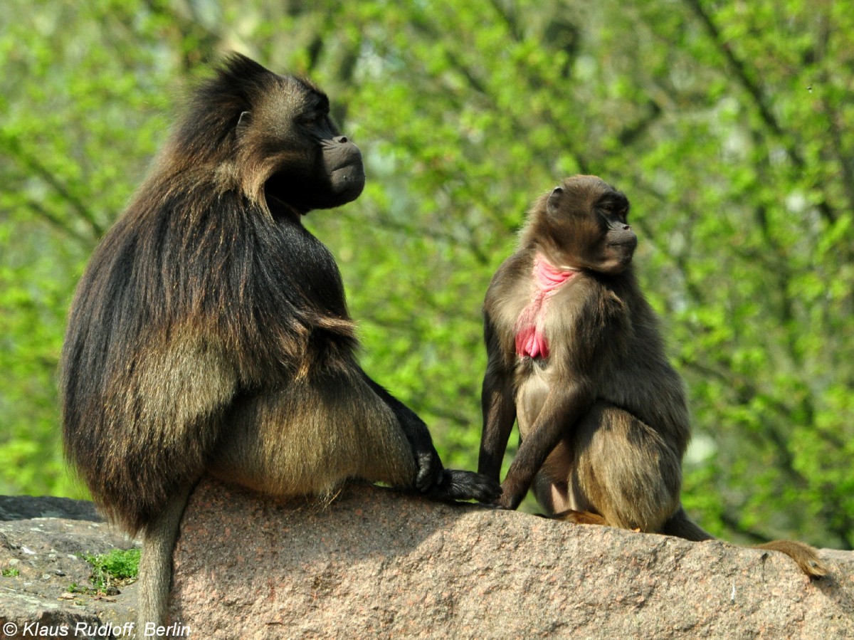 Dschelada-Paar (Theropithecus gelada) im Tierpark Berlin