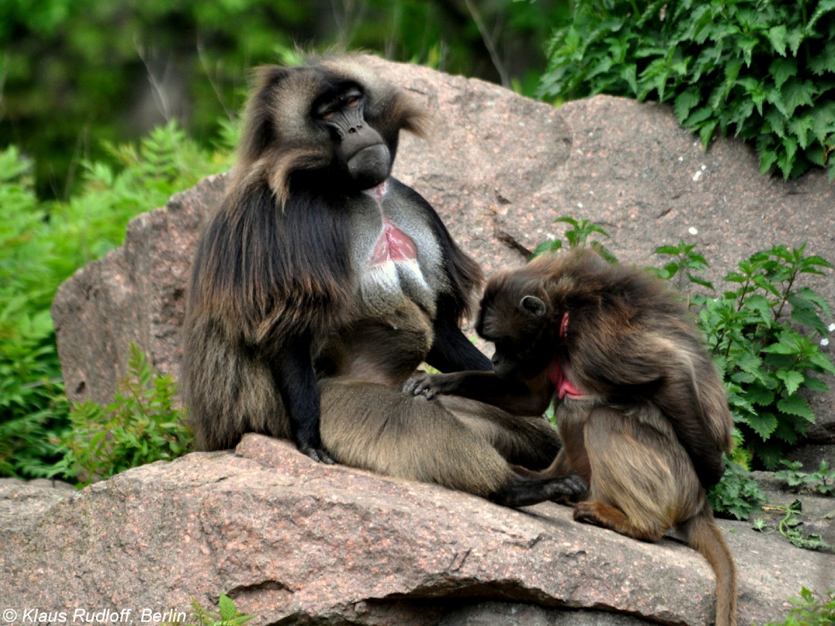 Dschelada (Theropithecus gelada). Paar bei Fellpflege (grooming) im Tierpark Berlin