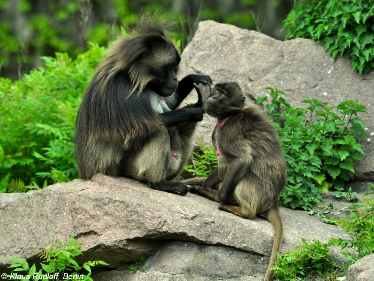 Dschelada (Theropithecus gelada). Paar bei Fellpflege (grooming) im Tierpark Berlin