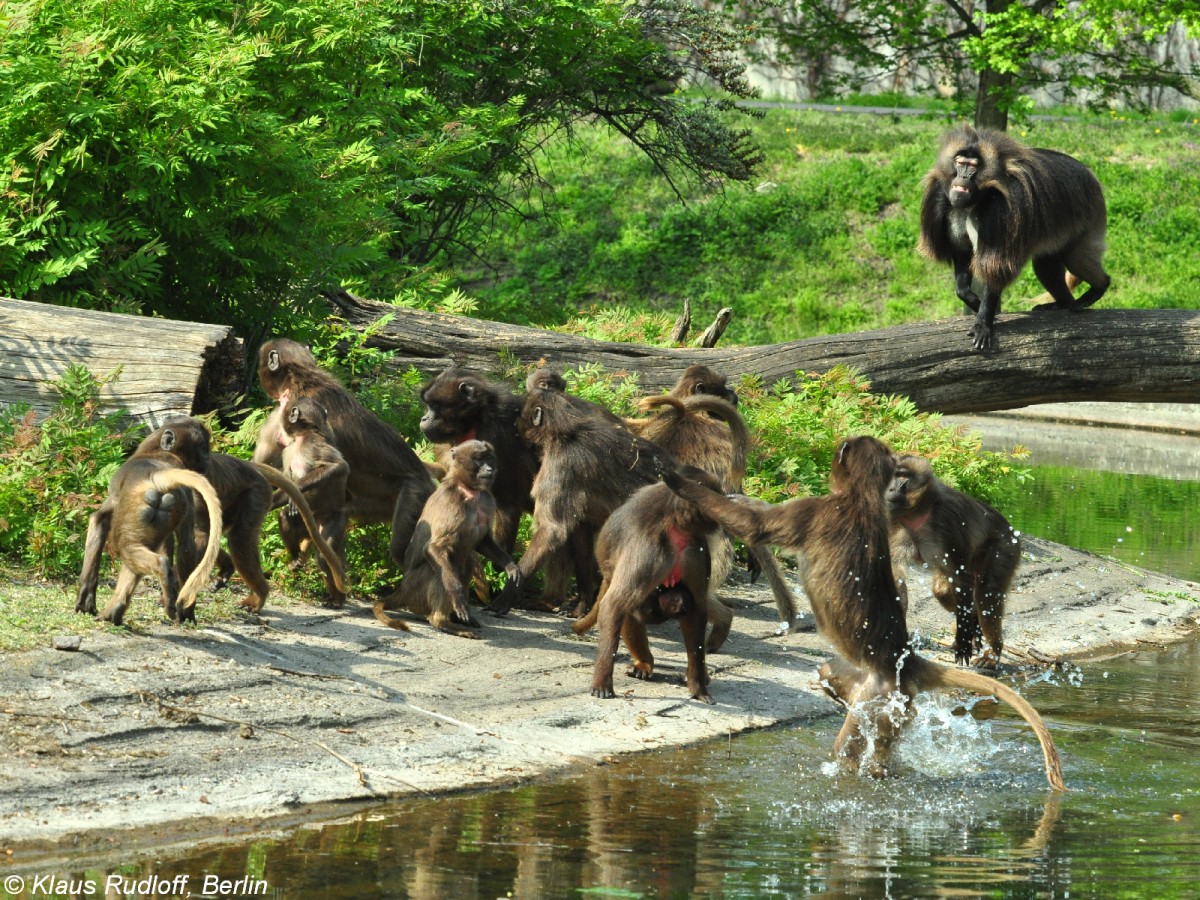 Dscheladas oder Blutbrustpaviane (Theropithecus gelada) im Tierpark Berlin