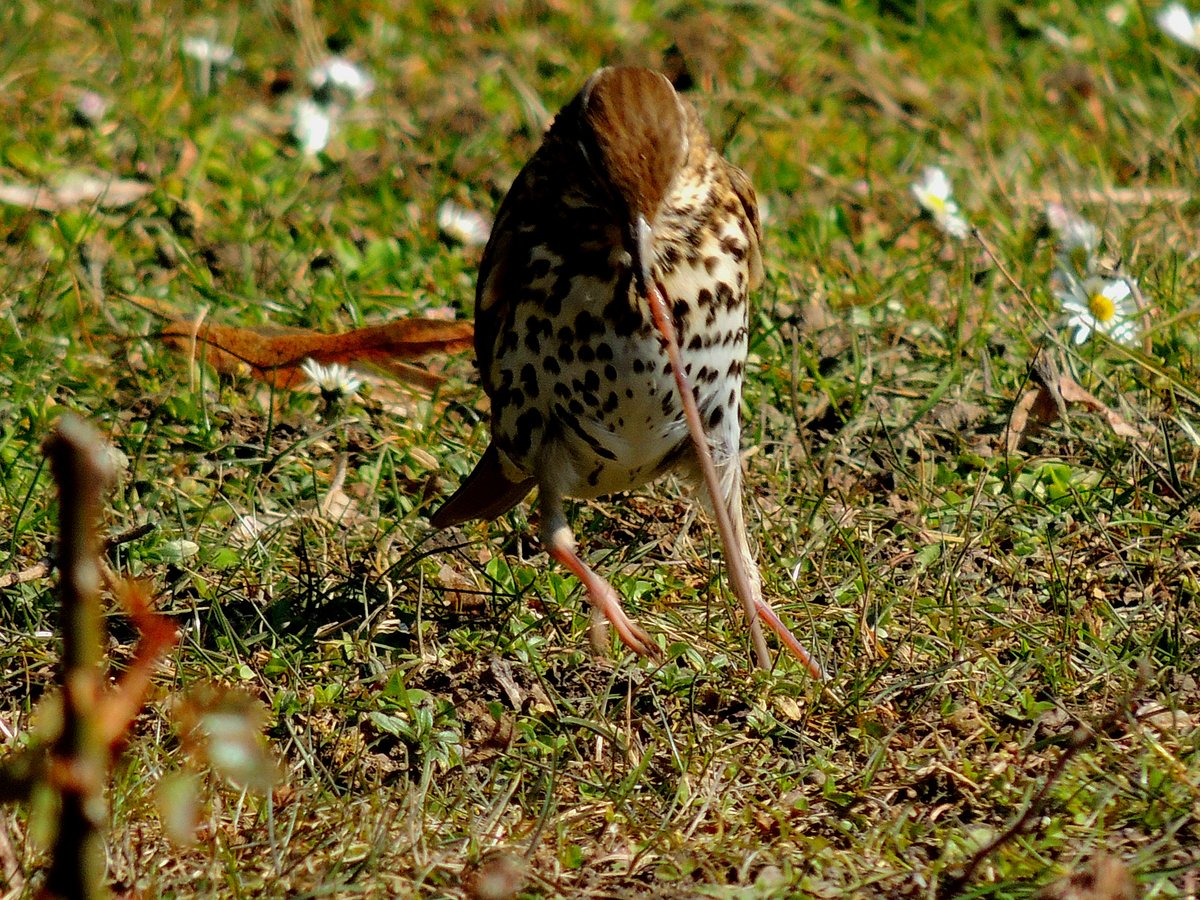 ....du gehrst mir, bzw. ich lass dich nicht mehr los, sei meine Mahlzeit, 
und der Wurm landete ein paar Sekunden spter genussvoll im Vogelverdauungstrakt; 180325