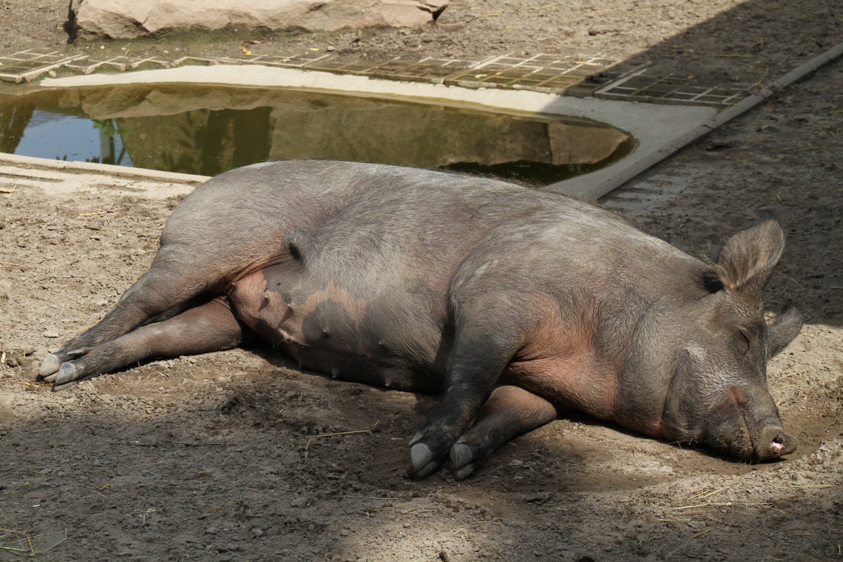 Duroc am 25.7.2010 im Zoo Heildelberg.
Das Duroc ist eine Amerikanische Schweinerasse.