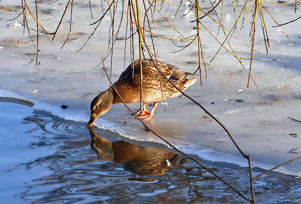 Durstige Stockente im Schillerpark Euskirchen - 26.01.2017