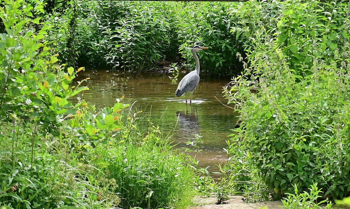 Ebenfalls im Seebach in Neckargerach ist dieser Reiher auf Nahrungssuche, leider bemerkte der Vogel den Fotografen bevor der sich mit einem geeignerteren Objektiv versorgen konnte. Ich hoffe das die Aufnahme trotzdem interessant ist. 2.6.2022