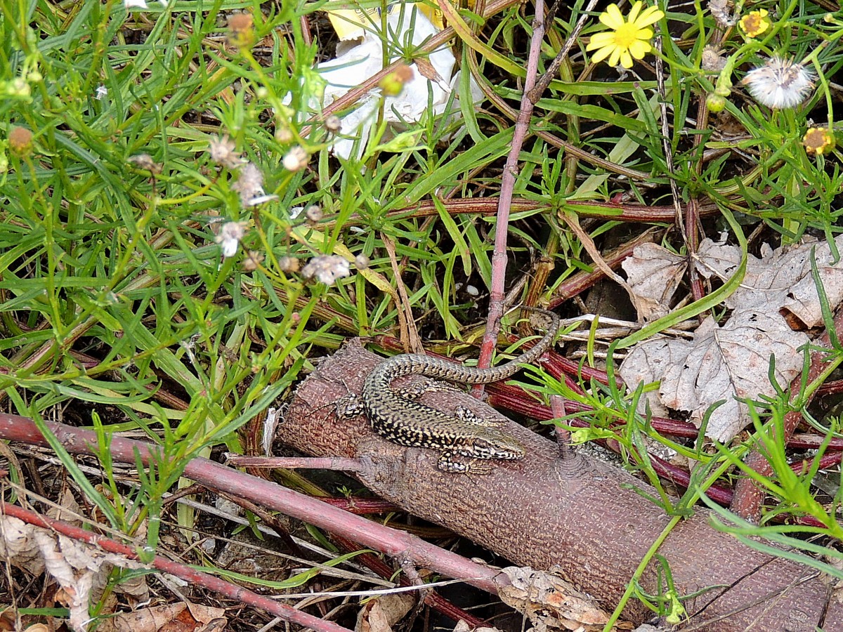 Echte-Eidechse(Lacertidae)hat im Bereich des Prellbockes(Gleis 6a) im Hauptbahnhof von Passau einen sicheren Platz gefunden; 130831