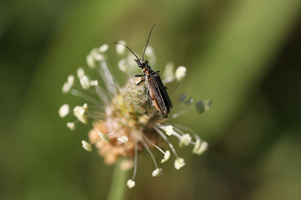 Echter Scheinbockkfer (Oedemera podagrariae) am 16.7.2010 bei Muggensturm.