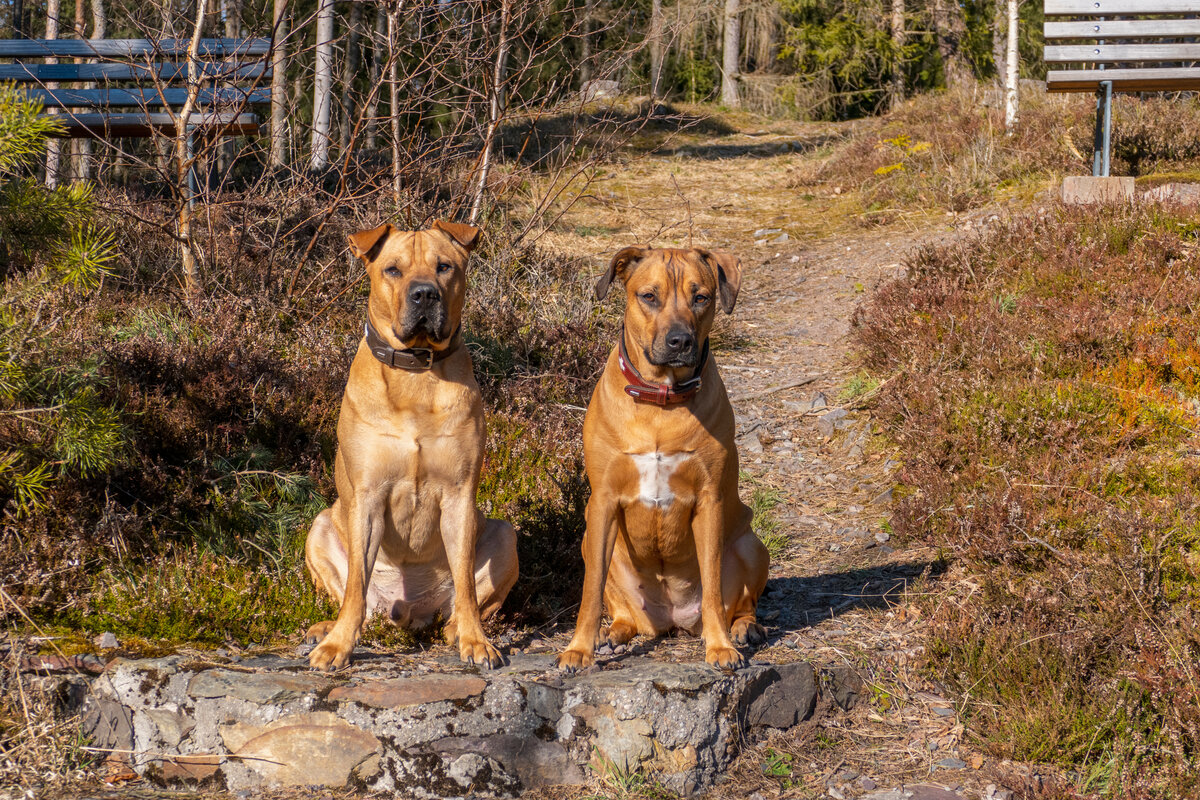 Egon und Erna posieren vor dem Kameramann im Mrz 2022. Shar-Pei und Labrador Mischling und Cane Corso - Rhodesian Ridgeback Mix.