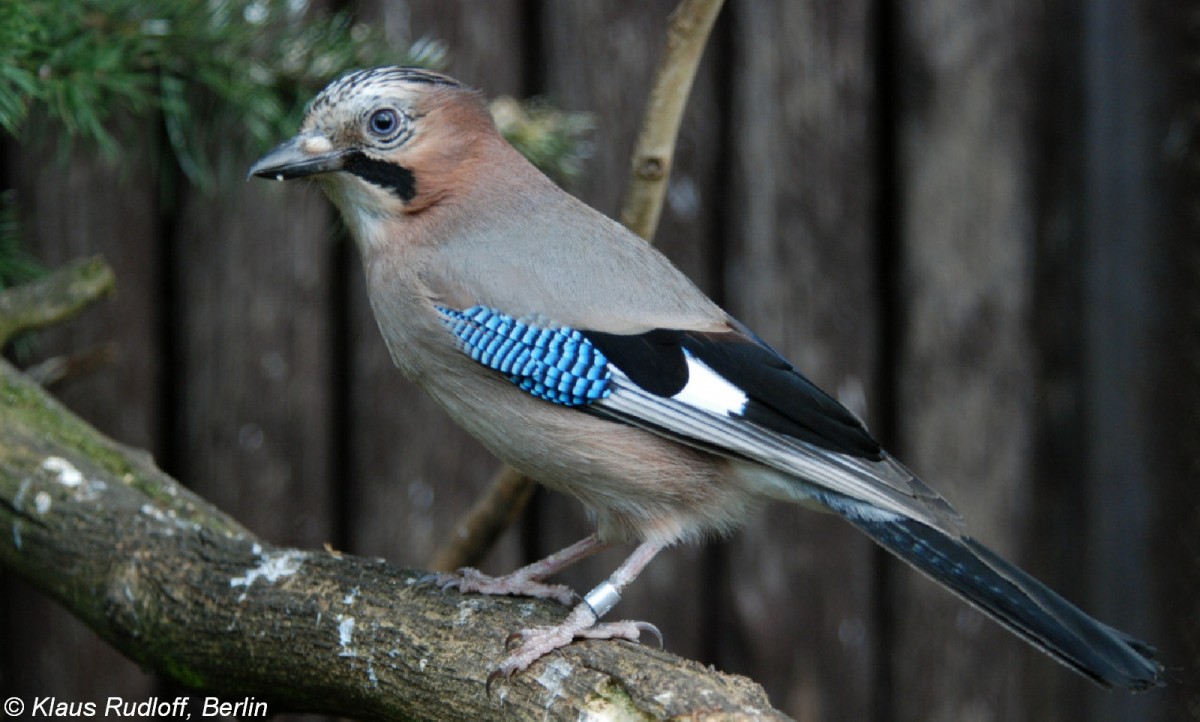 Eichelhher (Garrulus glandarius) im Zoo Hluboka / Tschechien (2009).