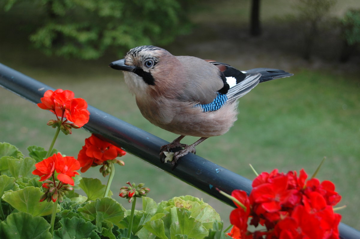 Eichelhher  Wissenschaftlicher Name: Garrulus glandarius,  Singvogel aus der Familie der Rabenvgel. Er war sehr neugierig und zutraulich. Lst sich sogar fttern. Zugeflogen in Berlin auf unserem Balkon am 20.08.2010.