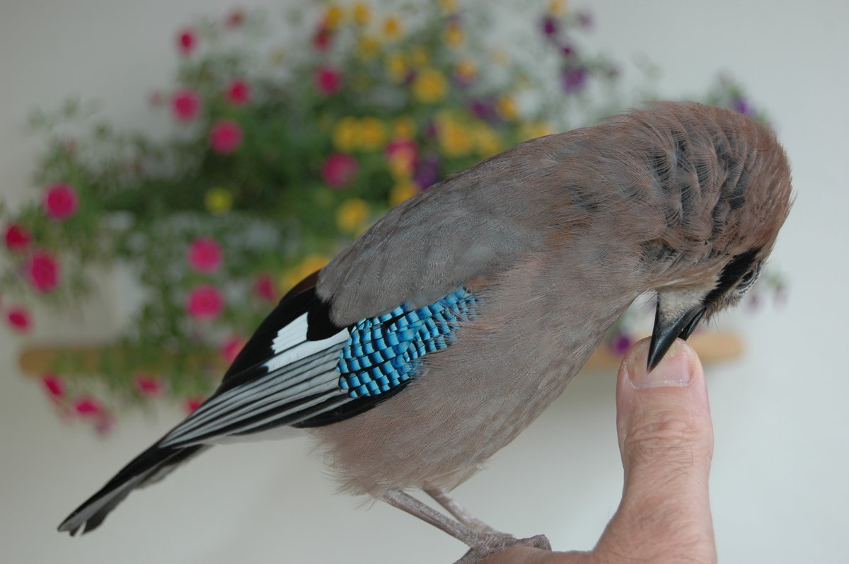 Eichelhäher,  Wissenschaftlicher Name: Garrulus glandarius,  Singvogel aus der Familie der Rabenvögel. Er war sehr neugierig und zutraulich. Läst sich sogar füttern. Zugeflogen in Berlin auf unserem Balkon am 20.08.2010.