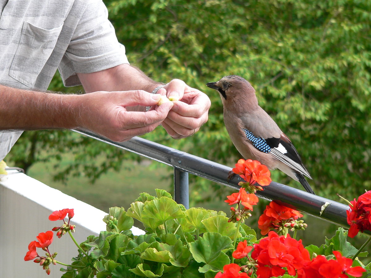 Eichelhher,  Wissenschaftlicher Name: Garrulus glandarius,  Singvogel aus der Familie der Rabenvgel. Er war sehr neugierig und zutraulich. Lst sich sogar fttern. Zugeflogen in Berlin auf unserem Balkon am 20.08.2010.