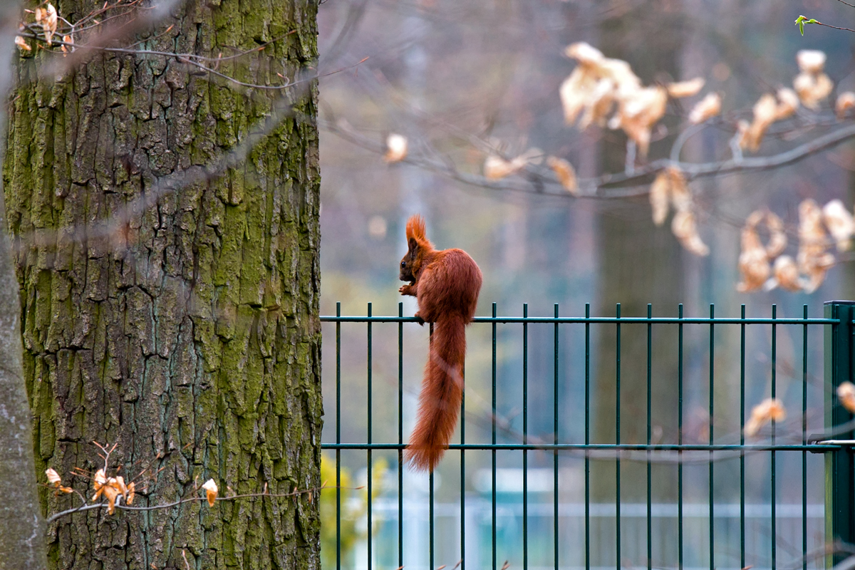 Eichhrnchen als Zaungast. - 06.04.2014