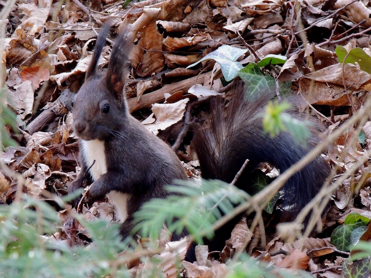 Eichh�rnchen (Sciurus) ist in den weitl�ufigen Andlagen des Schlosses Sch�nbrunn auf Futtersuche; 260310 